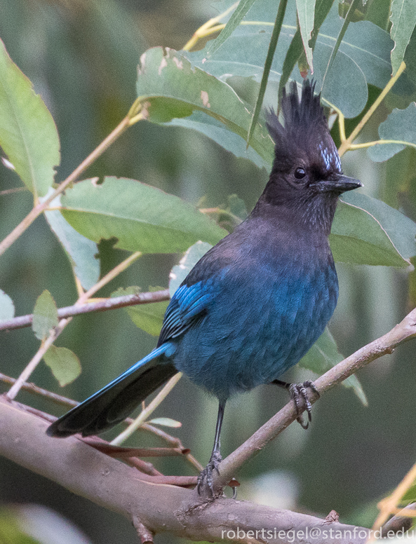 alum rock state park